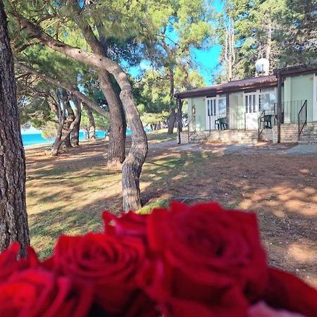 Family Bungalow Pineta Novigrad Istria Exterior foto