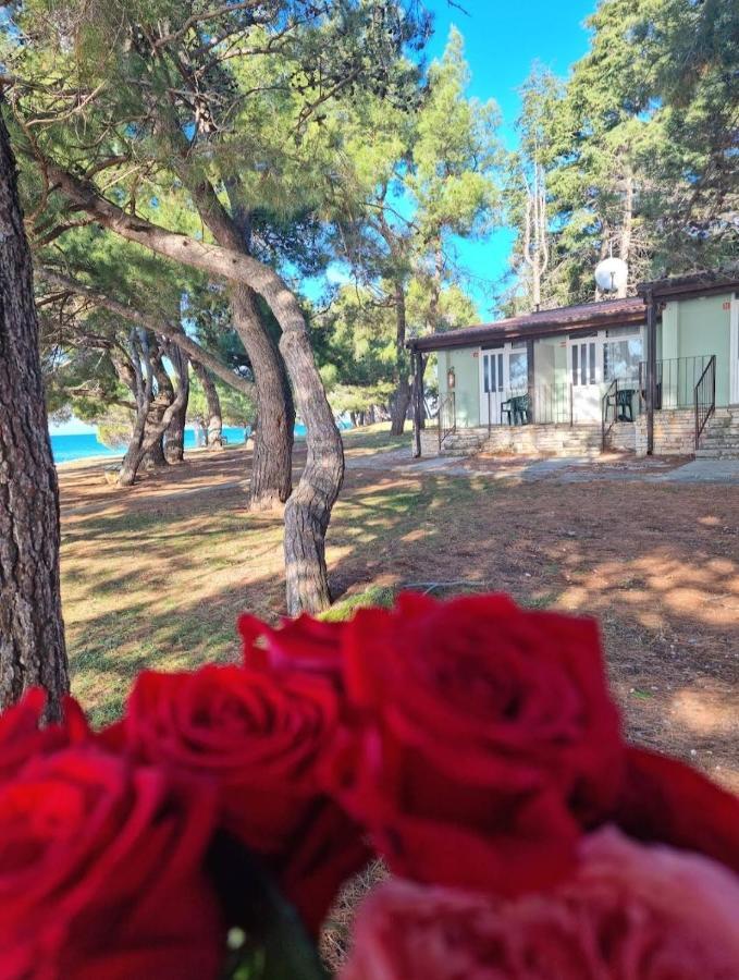 Family Bungalow Pineta Novigrad Istria Exterior foto